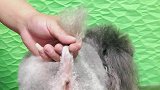 如何帮狗狗清理狗狗的缸门现，教你方法来喽