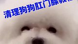 如何帮狗狗清理狗狗的缸门现，教你方法来喽