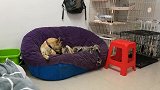 绝育后的惠比特犬和田园犬混成了好闺蜜，睡一张床后感情迅速升温