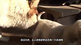 自家公狗偷回两只小狗宝宝，主人查探原因，太温馨了！