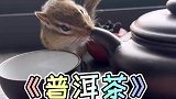 小普洱是普洱茶成精！