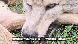 猎人残忍猎杀野狼，不料却惨遭狼王疯狂报复，究竟谁能获胜？