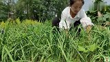 胖姐瘦妹包黑麦面饺子，一次蒸3篦，叫上公婆都来尝尝鲜，真好吃