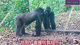 267_猩猩照镜子：你是哪村的？咋跟我一样帅啊？