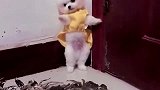 茶杯犬：螃蟹大哥咱两无冤无仇的，你别过来！