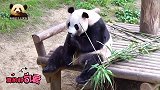 熊猫园欣躺着吃坐着吃，卖萌够任性，两条小短腿儿可爱得不像话