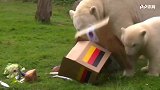 动物预测世界杯之北极熊篇 爆料今晚德国将战平韩国