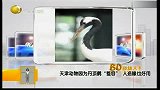 天津一丹顶鹤自伤鸟嘴 动物园为其制“人造噱”