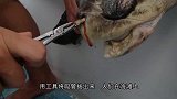 草原上一只“无头狼”四处漂泊，走近一看后，满满的心酸