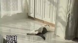 当北方开始供暖后，家里的猫成了最大受益者