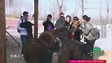 大张伟携妈妈逛野生动物园,喂食羊驼,反被羊驼追,太搞笑