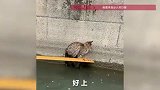 小猫被困河道旁，龙舟队员们折返救援，“三桨一舵”接力托举上岸