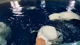 白鲸搓澡搓掉色了哪混进来的假白鲸