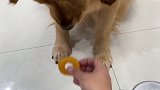 狗：草率极了