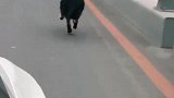 狗子：主人你等等我呀，我都追不上你了！