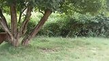 被老虎咬住脖子那种绝望无助的样子，让人心酸