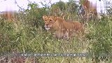受伤野牛惨遭狮子偷袭，就要被吃掉时，不料同伴出现狂虐狮子
