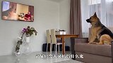 电视机里出现了只德牧，德牧看到后瞬间火了，看完忍住别笑