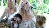 小猴宝宝的牛奶还吃饱妈妈就停下，宝宝大声叫