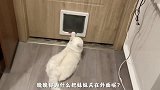 小猫咪的报复心有多强