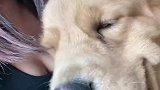 狗狗怎么是黑色的舌头，这是中毒了吗