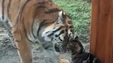 猫咪与老虎在动物园相遇 接下来老虎的反应让人意外