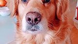 狗狗：你到底想干嘛啊，哼