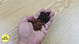 茶叶加花椒真是厉害了，解决了男人女人的大麻烦，现在清楚不晚