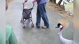 小男孩胆子真小，被一只鸟吓成这样，太好玩了！