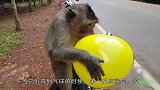 猴子看到气球的反应有点奇怪，还能这么玩它们可能又进化了