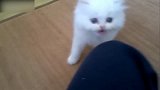 白猫围着主人转着，似乎在找什么东西，真有趣！
