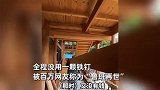 76岁老人仅凭脑力搭建1200㎡无钉木楼：不会发霉，能住百年