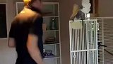 主人为了治愈鹦鹉每天陪它跳舞