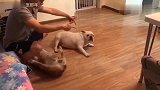 主人这一招打假枪，两个狗子配合的更是天衣无缝！