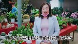 徐州月亮湾花卉市场百花绽放，花朵开的妖艳美丽，爱花的人士观看