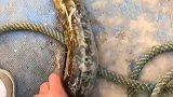 老铁们给看看这是什么鱼，长得这么像海怪呢