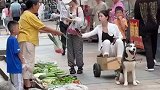 女子驯服哈士奇，自制“狗车”上街购物，网友，青春没有售价，二哈带你上拉萨
