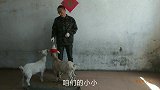 小山羊两个犄角都没了，变名副其实的秃头羊了，真可怜