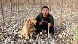 树林里有野猪出没，金毛跟着痕迹发现张羊皮，是什么动物偷吃的？