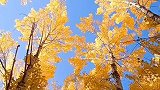 金秋季节帕米尔高原〽️塔县白杨树这几天是️最美最好看的时间了