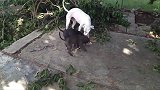 小黑狗躺在吊床上，摇来摇去的，样子看着也太舒适了吧！