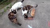 喂流浪猫时被跑出来的小野猫萌到了，几次想抓它，都被它跑掉了
