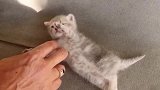 小奶猫：我知道自己长得人见人爱你们喜欢撸，能不能排队撸呀