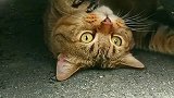 猫：叫我干啥呢，没看见我在修车么