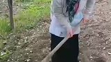 收拾自家的菜园，干农活
