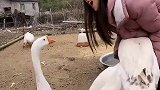 鹅见人就顶，美女这下发飙了