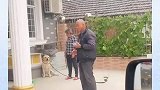 当小狗被奶奶给教训之后，狗在屋檐下不得不低头