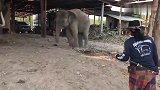 饲养员拿着玩具猪逗小象，整的小象一脸懵逼！太逗了