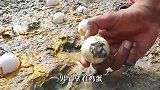 鸡蛋能孵出鱼？小哥敲碎蛋壳，便出现一条条的鱼！