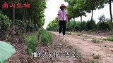桑叶又称“神仙叶”，拿它煮水有3个厉害妙用，解决不少男女烦恼